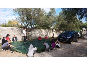 Des jeunes en train de ramasser des olives pour une action au profit de PSE