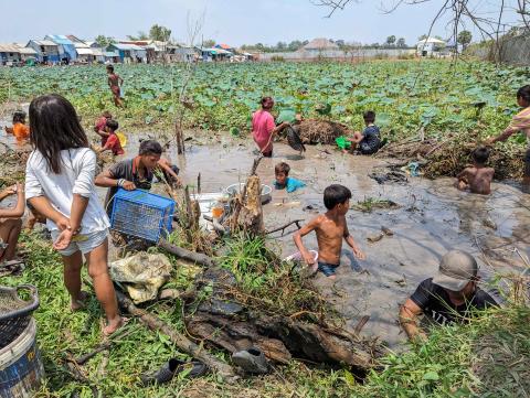 Des cueilleurs de liseron d'eau dans la communauté de Prek Thom Des cueilleurs de liseron d'eau dans la communauté de Prek Thom